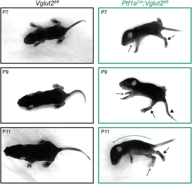 語学・辞書・学習参考書 Morphological Mouse Phenotyping Mouse Phenotypes: A Handbook of Mutation Analysis