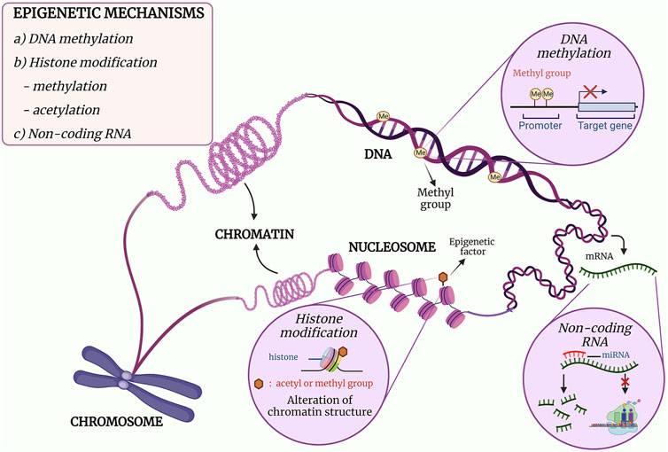 Frontiers Publishing Partnerships | Changes in Mitochondrial