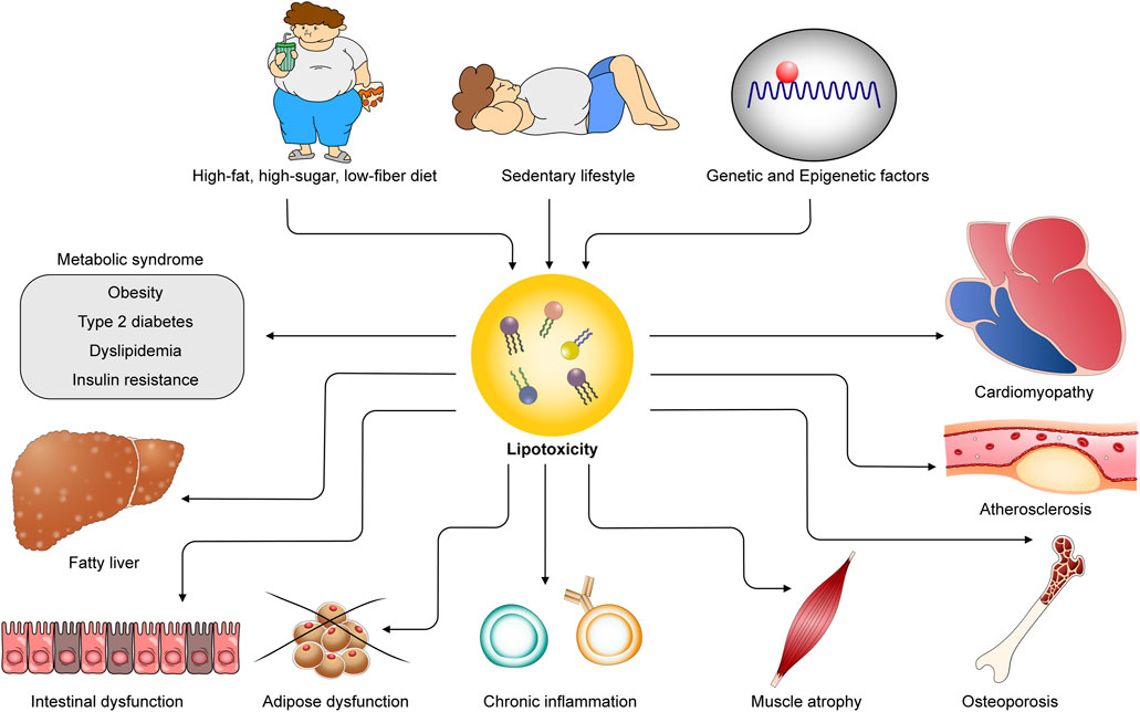 Frontiers Publishing Partnerships | Lipotoxicity as a therapeutic 