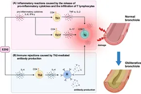 Cytokines that target immune killer cells against tumors