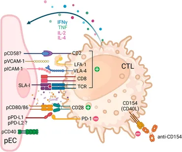 Frontiers Publishing Partnerships | Cytotoxic Responses